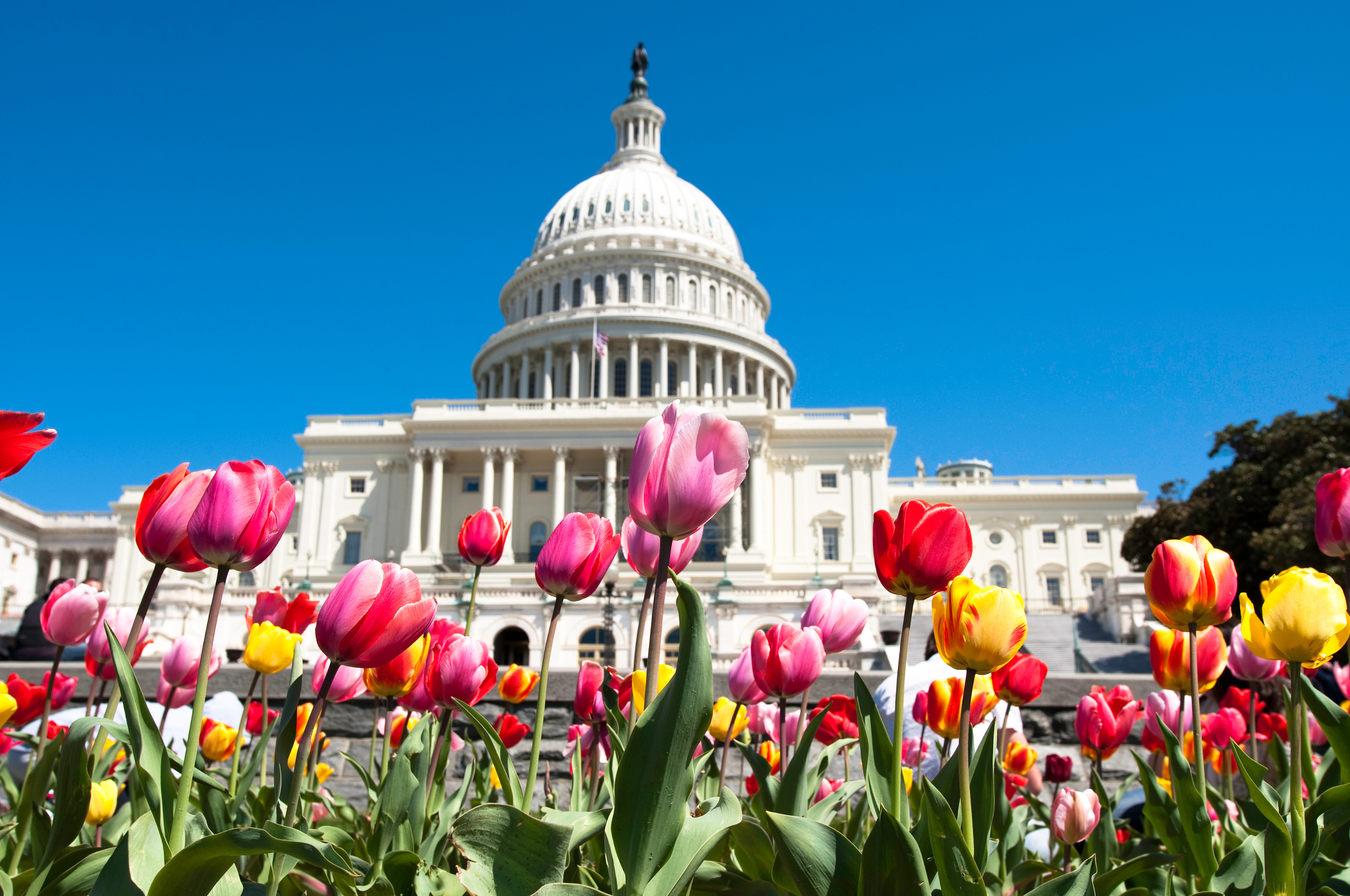 Best Washington DC Private Walking Tours
